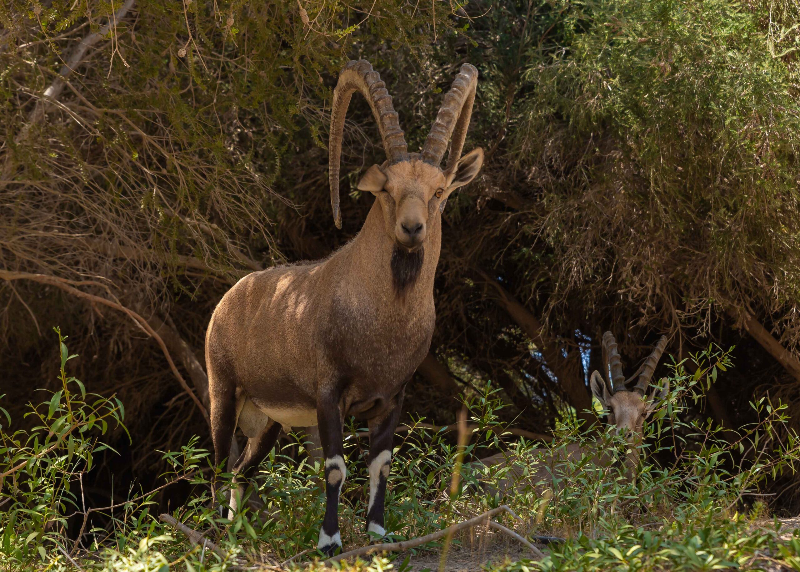 Chapter 5 - Primitive Hunting — Texas Parks & Wildlife Department